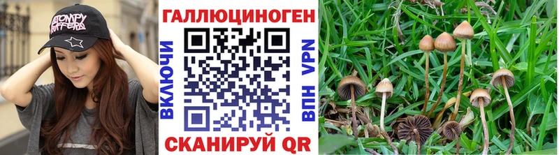 Купить закладки  Серафимович  Псилоцибиновые грибы Psilocybine cubensis 